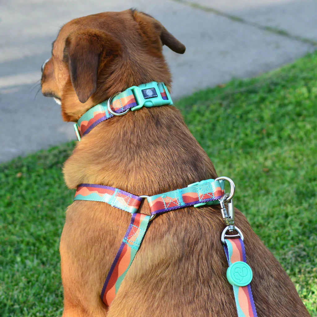 Collar Sunset