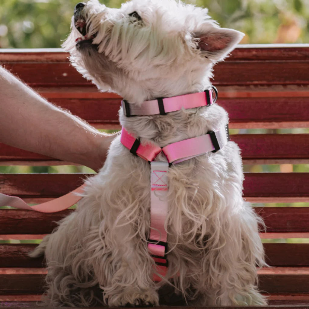 Collar Rosado Flúor
