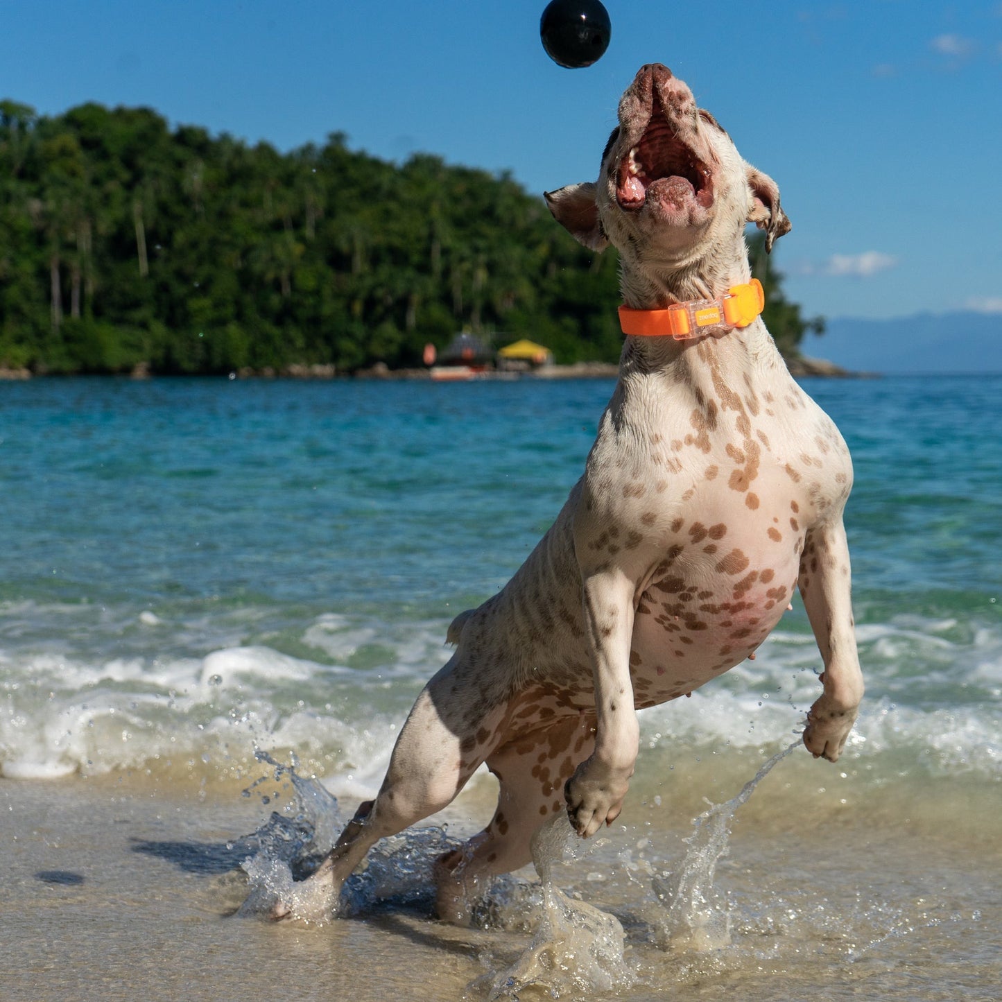 Cannon Ball
