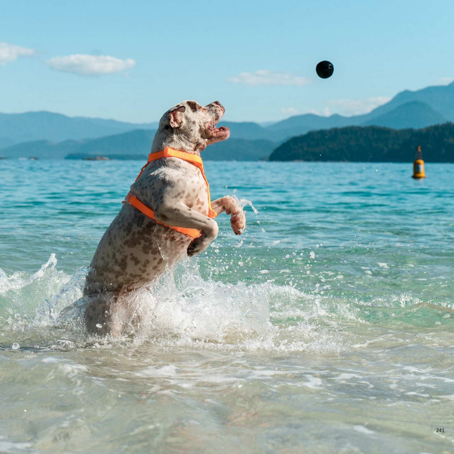 Cannon Ball