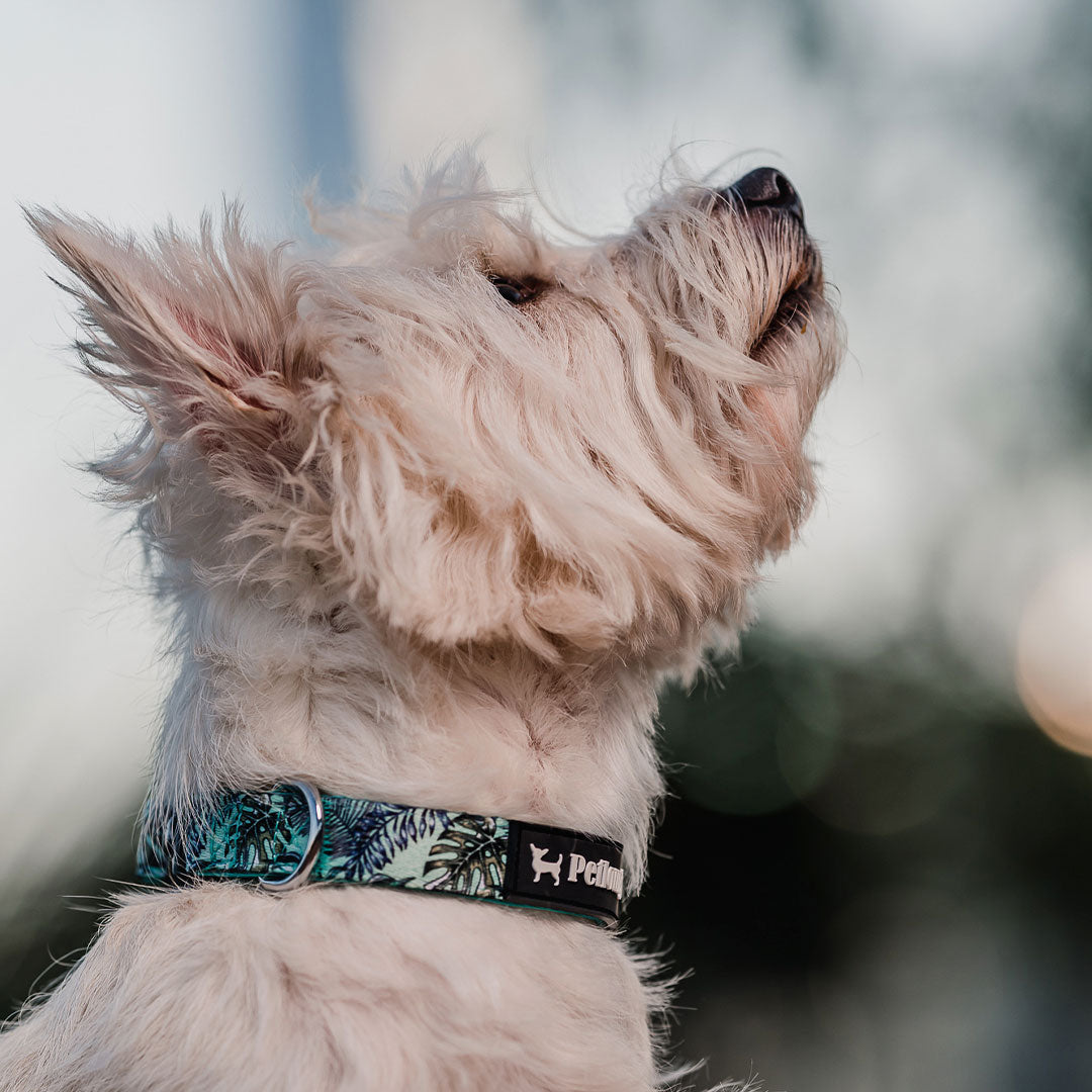 Collar