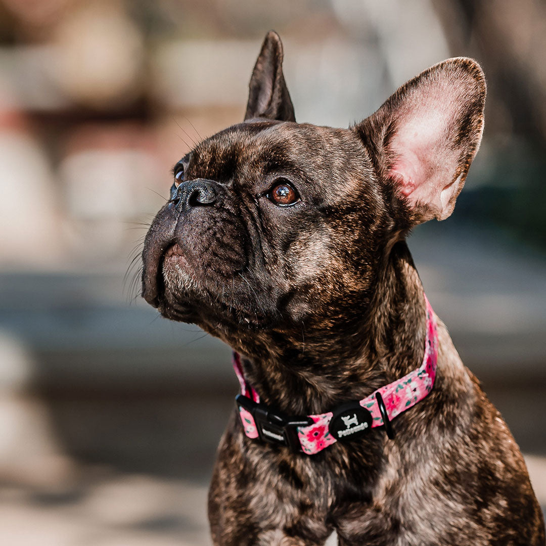 Collar Cherry Blossom