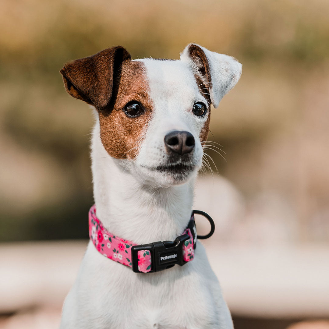 Collar Cherry Blossom
