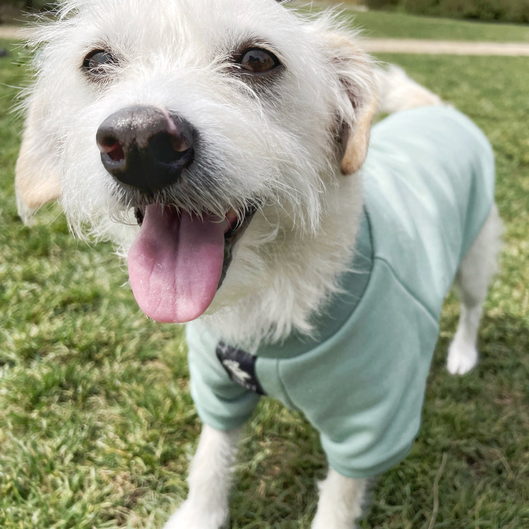 Sudadera para perro Menta