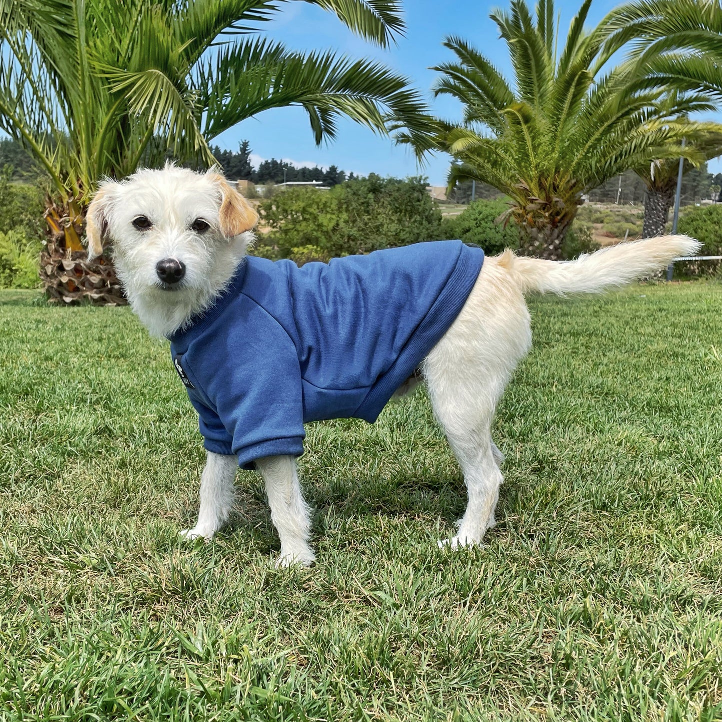 Sudadera para perro Azul