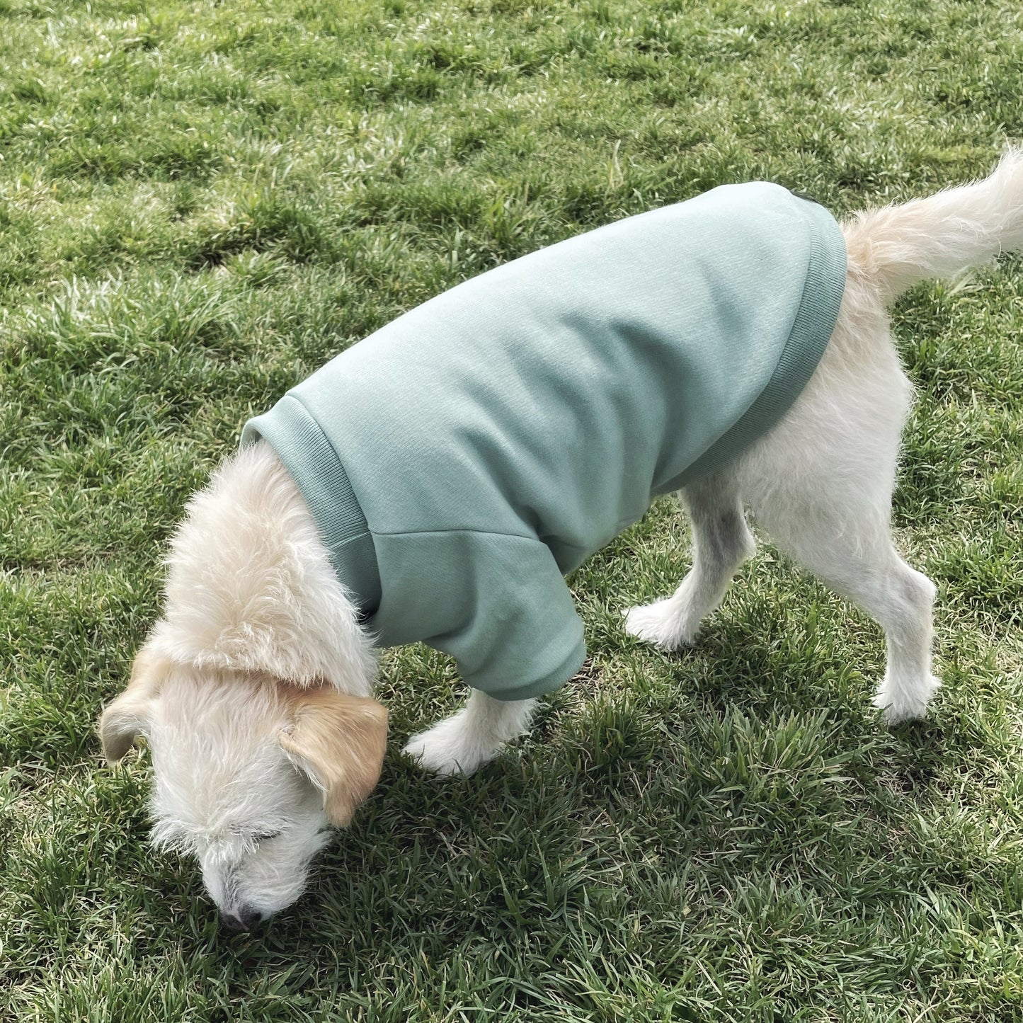 Sudadera para perro Menta